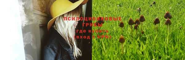 стаф Магас